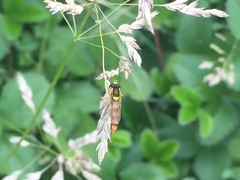 Sphaerophoria scripta