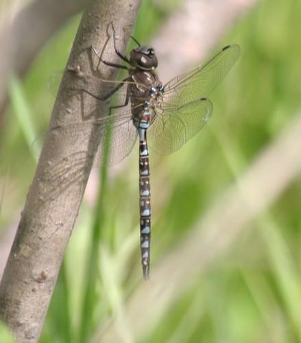 Variable Darner (Aeshna interrupta), a species recorded in Alaska