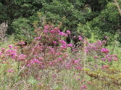Rhododendron rubropilosum