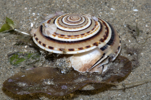 Staircase Shells (Superfamily Architectonicoidea) · iNaturalist