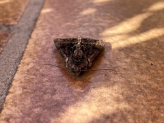 Apamea monoglypha