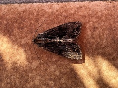 Apamea monoglypha