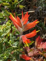 Castilleja subinclusa