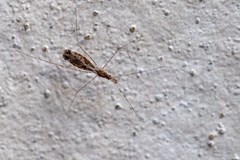 Empicoris culiciformis