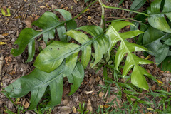 Epipremnum