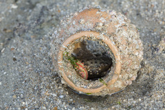 Myomenippe hardwickii