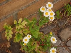 Tanacetum parthenium