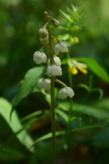Pyrola media