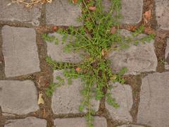 Herniaria glabra