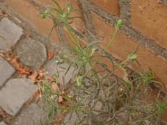 Magnoliopsida