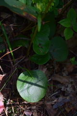 Pyrola media