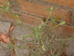 Magnoliopsida
