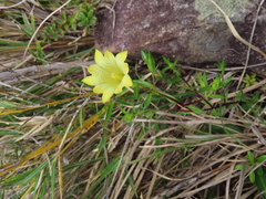 Gentiana itzershanensis