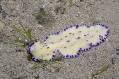 Pseudoceros laingensis