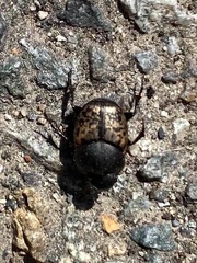 Onthophagus nuchicornis