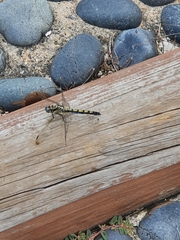Orthetrum lineostigma