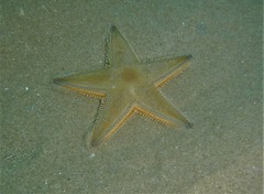 Astropecten jonstoni