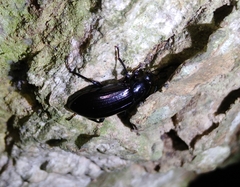 Derosphaerus exularis