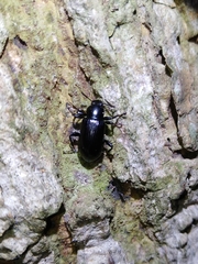 Derosphaerus exularis