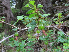 Ribes formosanum