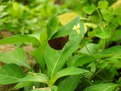 Iambrix salsala luteipalpis