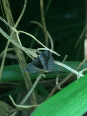 Hypena trigonalis