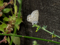 Leptotes marina