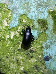 Derosphaerus exularis