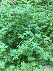Geranium sibiricum