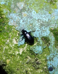 Derosphaerus exularis