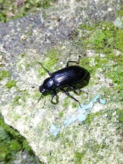 Derosphaerus exularis