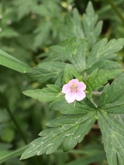 Geranium sibiricum