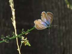 Leptotes marina