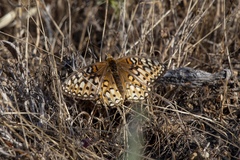 Speyeria callippe comstocki