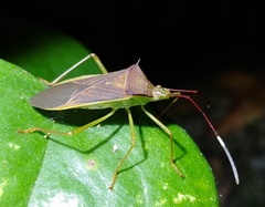 Paradasynus spinosus