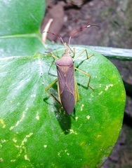 Paradasynus spinosus