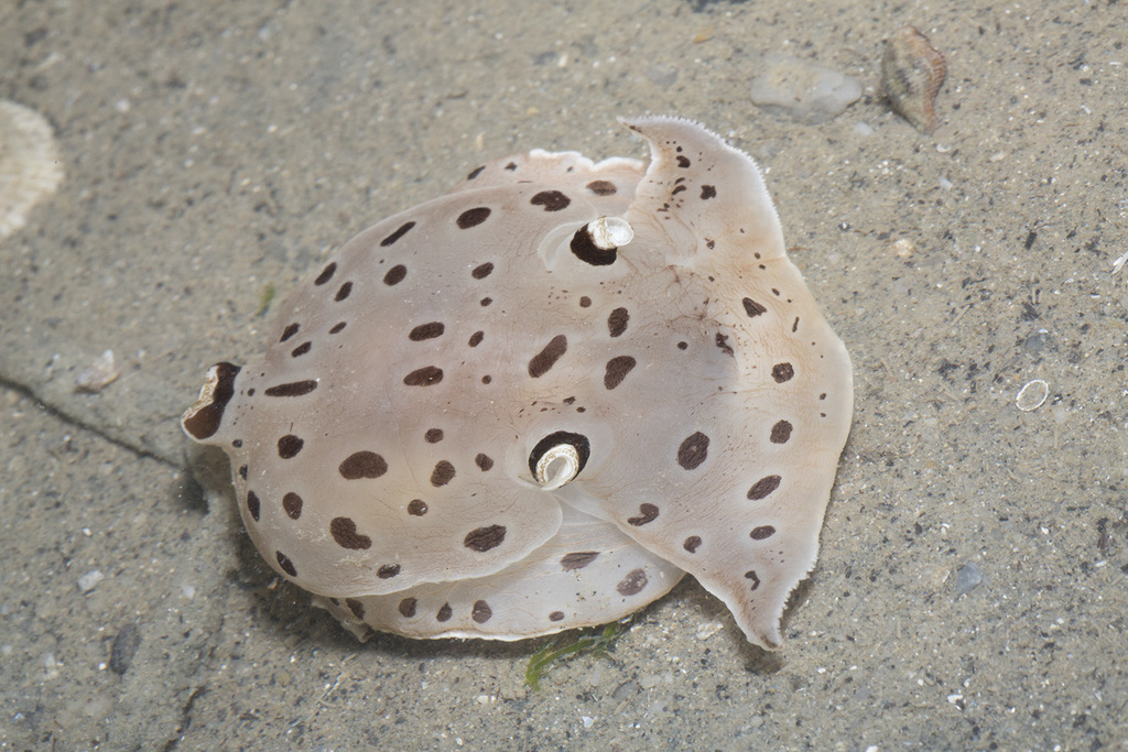 Euselenops
