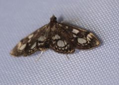 Anania coronata