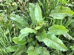 Rumex alpinus
