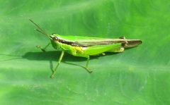 Acrididae
