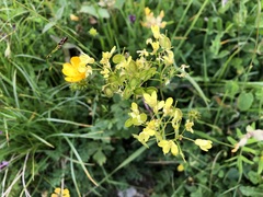 Biscutella laevigata