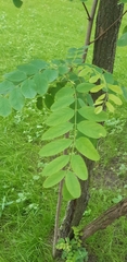 Robinia pseudoacacia
