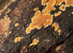 Gloeoporellus merulinus