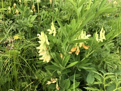 Lathyrus laevigatus occidentalis