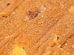 Gloeoporellus merulinus