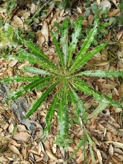 Ptilostemon casabonae