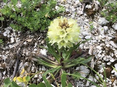 Campanula thyrsoides