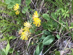 Anthyllis vulneraria alpestris