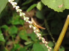 Acrididae