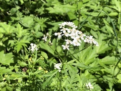 Achillea macrophylla